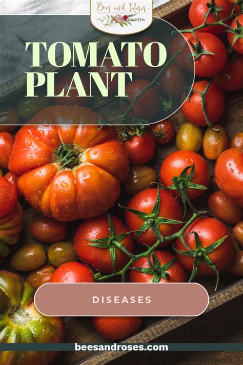 10 Tomato Plant Diseases And What You Can Do About Them