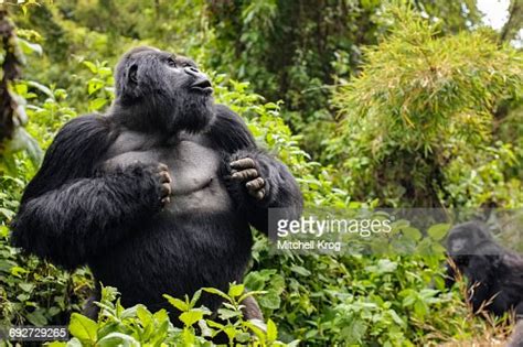 Silverback Mountain Gorilla Named Guhonda Beating His Chest Parc