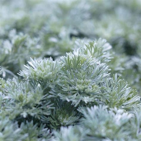 The 12 Best Silver Plants For Your Yard Costa Farms Silver Plant
