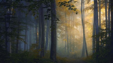 Nature Landscape Sunrise Forest Path Trees Sunlight Mist Wallpaper