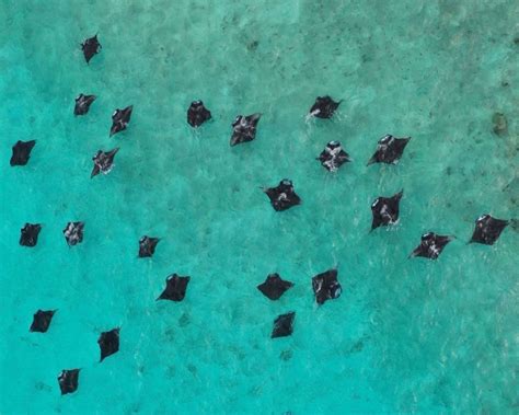 Maldivian Manta Ray Conservation Efforts Take Center Stage At Cnn