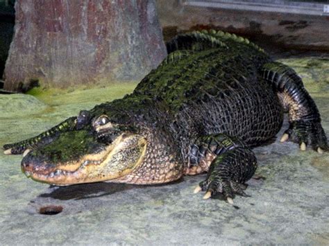 'Hitler's alligator' dies in Moscow at age of 84 | The Independent