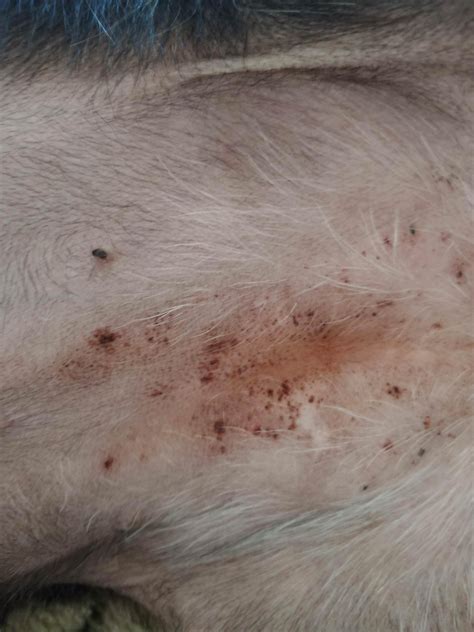 What Causes Brown Spots On Dogs Skin Printable Templates Protal