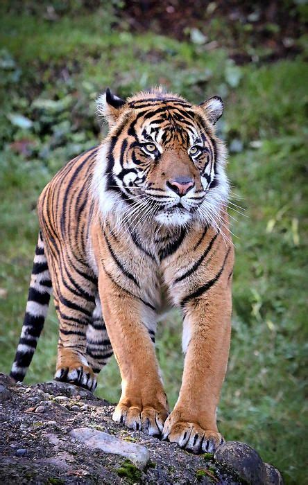 Tiger Ready To Pounce By Athena Mckinzie Wildlife Photography Https