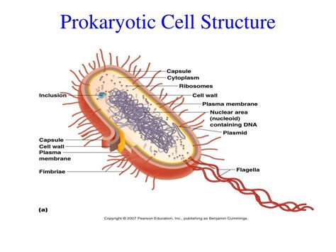 Prokaryotic Cell Structure Labeled