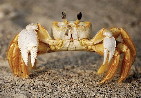 Usgs Multimedia Gallery Ghost Crab Crab Habitats Water Animals