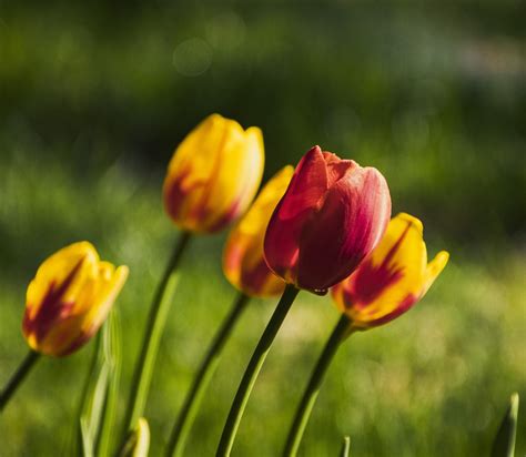 Tulipanes De Dos Tonos Foto Gratis En Pixabay Pixabay