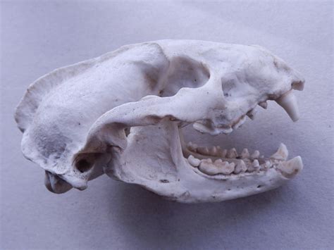 Badger Skull Dancersend Blipfoto