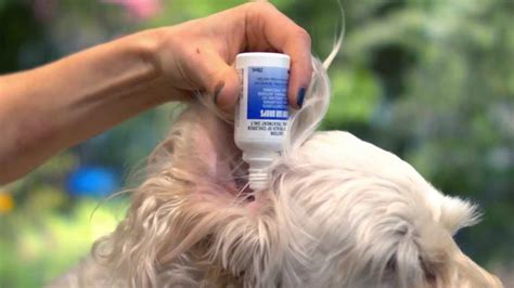 That Vet Show How To Apply Ear Drops Youtube