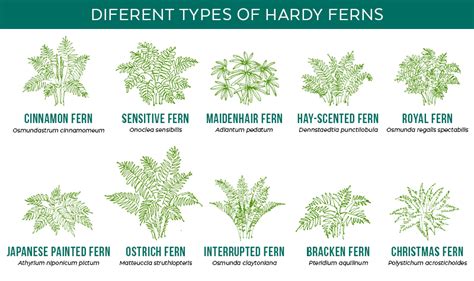 Different Types Of Ferns Garden Gate