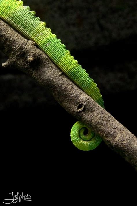 Chameleon By Jgf Photo