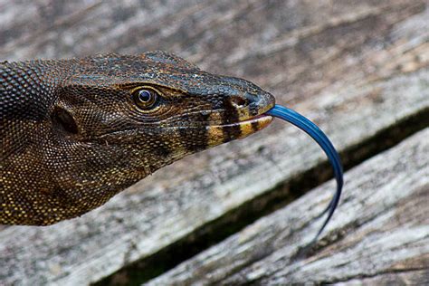 Royalty Free Blue Tongue Lizard Pictures Images And Stock Photos Istock