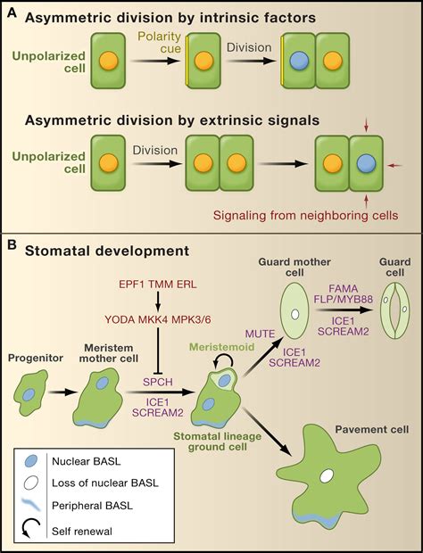Cell growth occurs when the overall rate of cellular biosynthesis (production of biomolecules or anabolism) is greater than the overall rate of cellular degradation (the destruction of biomolecules via the proteasome, lysosome or autophagy, or catabolism). Plant Asymmetric Cell Division, Vive la Différence!: Cell