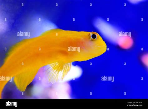 Yellow Clown Coral Goby Isolated In Aquarium Stock Photo Alamy