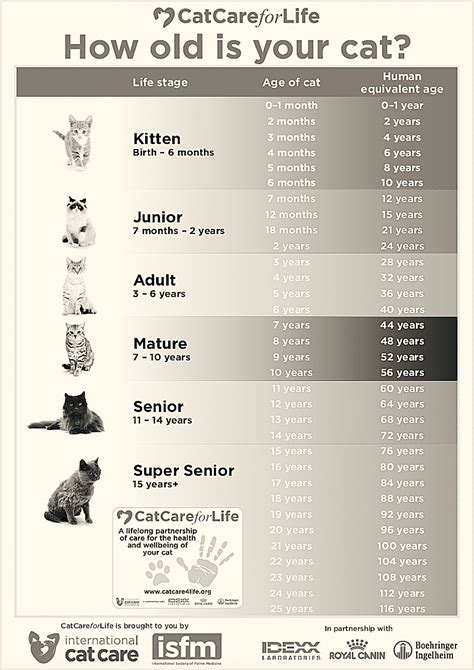 What Is Life Expectancy Of A Cat