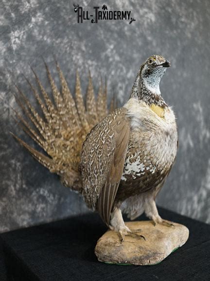 Greater Sage Grouse Taxidermy Mount Sku 2298 All Taxidermy