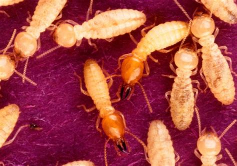 Termite Facts For Kids Ulysses Pest Control Cairns