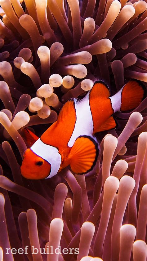 Coral Reef Live Wallpaper 59 Images