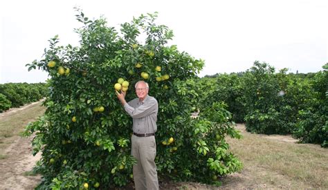 Restore Hlb Citrus Greening Infected Trees To Profitability