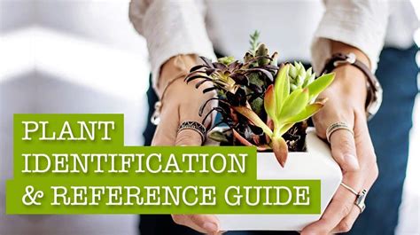 The Ultimate Plant Identification Uk Guide For Beginners
