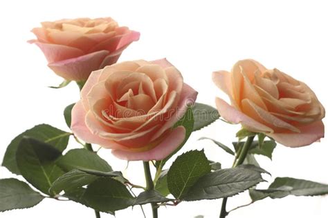 Three Peach Roses On The White Background Stock Image Image Of Flower