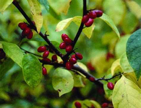Get To Know The Many Uses For Spicebush Gloucester County Nature Club