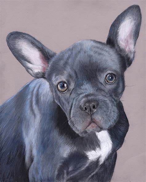 French Bulldog Fine Art Print Gemma Whelbourn Art Drawn In Coloured