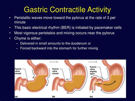 Ppt The Digestive System Powerpoint Presentation Free Download Id