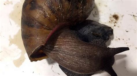 Highly Invasive Snails Found In Bag At Ny Airport Officials The
