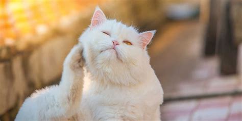 Why Is My Cat Itching And Scratching → Causes And Remedies