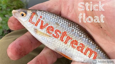 Stick Float Fishing Live River Roaming For Roach Dace Chub And