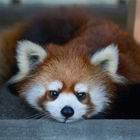 A Close Up Of A Small Red Panda Bear Laying On Top Of A Cement Surface