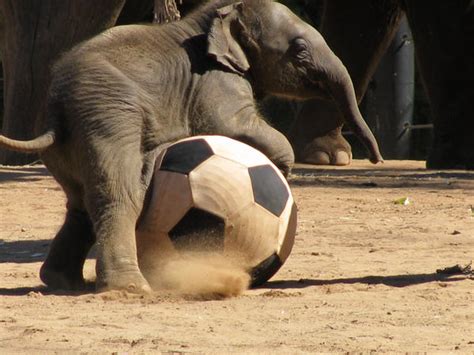 Elephant Soccer By Breezy262 On Deviantart