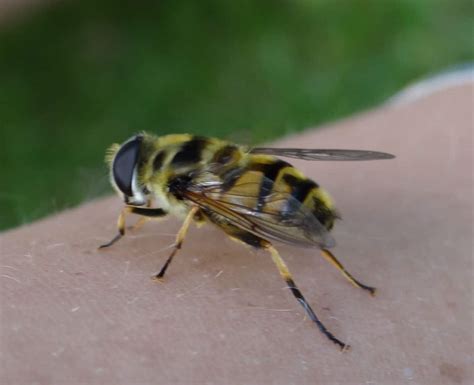 Bee And Wasp Stings First Aid For Life