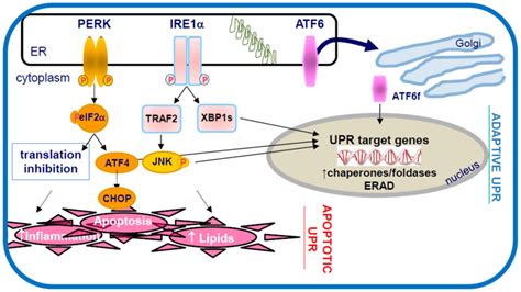 The Unfolded Protein Response To Er Stress The Accumulation Of