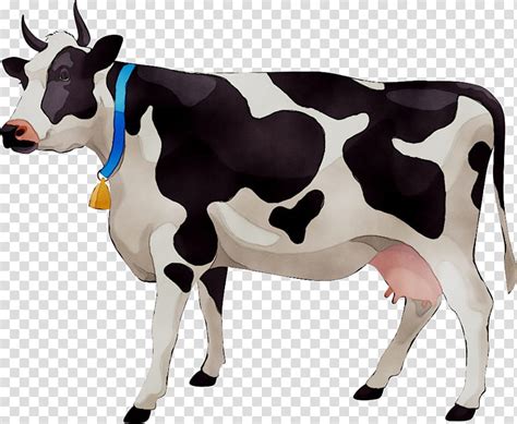 Cow Cattle Beef Cattle Dairy Dairy Cattle Udder Dairy Cow Bovine