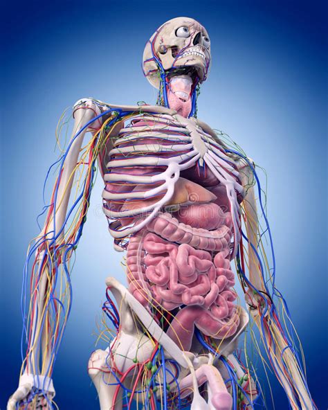 Lihat ide lainnya tentang anatomi, anatomi tubuh, radiologi. The abdominal anatomy stock illustration. Illustration of neck - 58829380