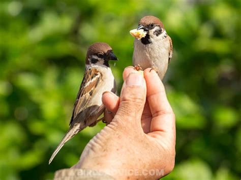 How To Attract Sparrows To Your Yard 10 Best Tips