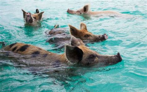 Swimming Pigs Of The Bahamas Where Is Pig Beach In The Exuma Cays And