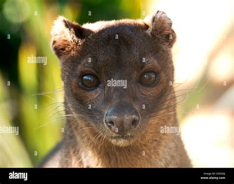 Male Fossa Looking Into Camera Face Shot Stock Photo Alamy