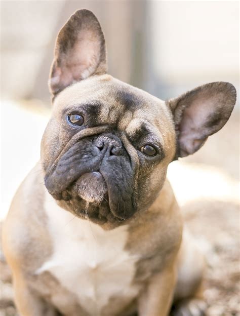 40 Hq Photos Types Of French Bulldogs Blue French Bulldog The