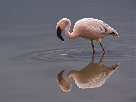 Lesser Flamingo Lake Nakuru National Park Kenya
