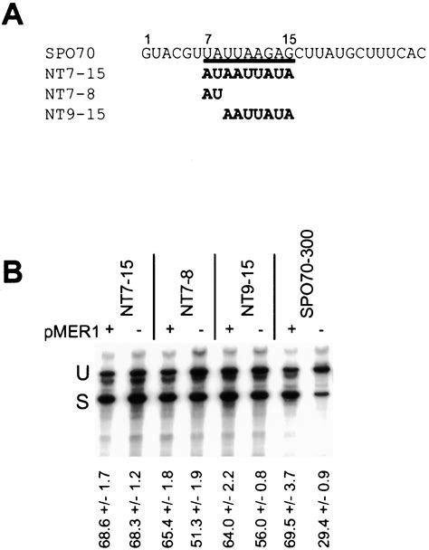 A Yeast Intronic Splicing Enhancer And Nam8p Are Required For Mer1p