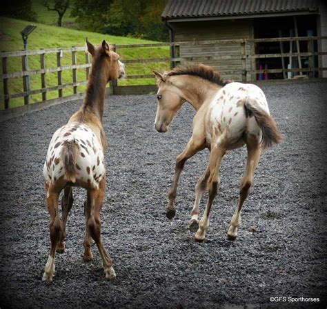 Mare Defies Odds And Gives Birth To Healthy Twin Foalsfor The Second