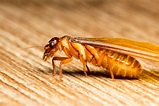 Best Ways to Get Rid of Flying Termites (Winged Termites)