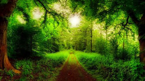 Maravillosos Paisajes Verdes Hermosos Forest Road Summer Landscape