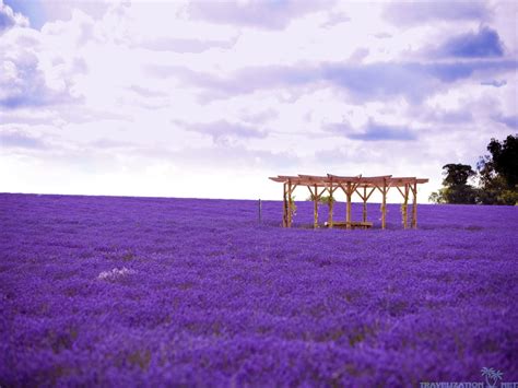 43 Lavender Fields Wallpaper