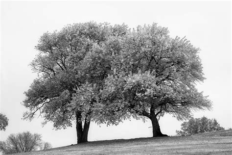 Summer Trees Black And White Landscape Photograph Of Two Big Trees