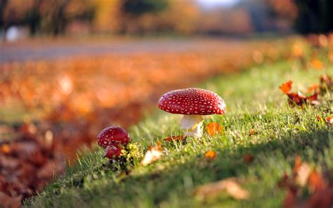 Mushrooms Nature Autumn Wallpapers Hd Desktop And Mobile Backgrounds
