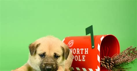 Animal rescue jobs in colorado. #1278-20 | Lifeline Puppy Rescue - Brighton, Colorado